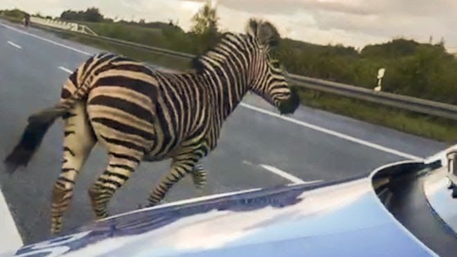 News Photo 1 - Germany - Otta Nottathil - 41020195zebra
