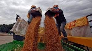 News Photo 1 - India - Finance - 25520226wheat