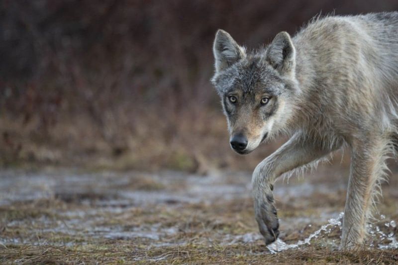 News Photo 1 - Europe - Otta Nottathil - wolf_protection_status