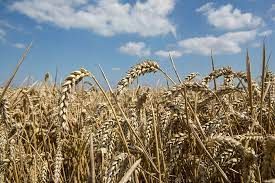 Photo #1 - India - Finance - 17520224wheat