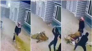 Photo #1 - Gulf - Otta Nottathil - lioness_attack_saudi