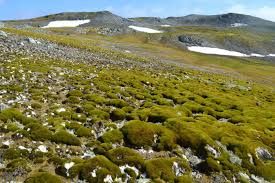 Photo #1 - Australia - Otta Nottathil - antarctica_turns_green