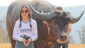 Photo #1 - Other Countries - Otta Nottathil - buffallo_record_guinness